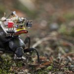 Một GoPro cho bọ cánh cứng: Các nhà nghiên cứu tạo ra một ba lô máy ảnh robot cho côn trùng