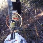 Trí tuệ nhân tạo có thể xác định từng loài chim riêng lẻ cùng loài