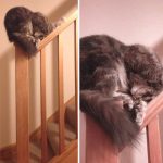 Khả năng ‘ngủ trên mọi địa hình’ của loài mèo