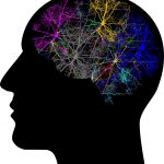 MRI quét não của 130 động vật có vú, bao gồm cả con người, cho thấy sự kết nối ngang nhau