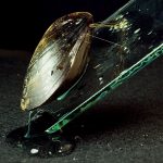 Nồng độ sắt trong nước biển giảm làm cho vẹm nới lỏng độ bám