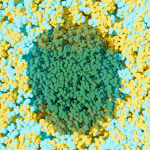 Mối quan hệ “yêu-ghét” của dung môi và nước dẫn đến sự tan vỡ sinh khối tốt hơn