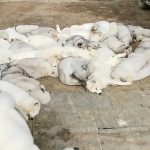 Đau lòng trước ‘núi’ xác chết của hàng nghìn con cáo bị lột da lấy lông