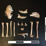 Mèo có thể đã là thú cưng của con người trên con đường tơ lụa từ cách đây 1000 năm trước