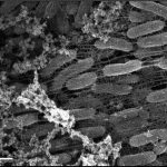 Vi khuẩn liên kết sinh học bằng kim loại có thể biến đổi thiết bị điện tử, cảm biến sinh học và hơn thế nữa