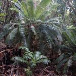 Mất cycads từ môi trường sống tự nhiên có thể tạo ra hiệu ứng gợn bất lợi cho các sinh vật khác
