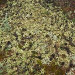 Phân tích toàn cầu: Cây nhỏ rất quan trọng để duy trì nguồn nước đang cạn kiệt