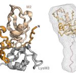 Lớp mới và duy nhất của thụ thể carbohydrate