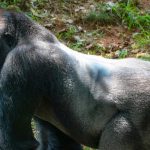 Phân tích bộ gen cho thấy nhiều loài động vật có thể dễ bị nhiễm SARS-CoV-2