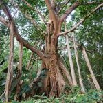 Nghiên cứu bộ gen tiết lộ bí mật tiến hóa của cây đa