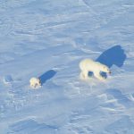 Một số loài gấu Bắc Cực ở cực bắc đang được thu lợi ích ngắn hạn từ việc băng mỏng đi