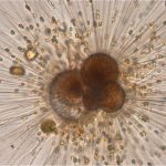 Những ngọn núi lửa cổ đại từng làm tăng lượng carbon đại dương, nhưng con người hiện đang vượt xa chúng