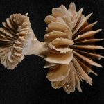 Cỗ máy thời gian san hô dưới đáy biển sâu tiết lộ những vết cháy CO2 cổ đại