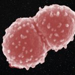 Làm thế nào mà các vi sinh vật ở quy mô phân tử có thể sống sót trong không gian đến tận một năm?