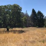 Cách nấm đất phản ứng với cháy rừng