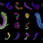 Kỹ thuật nuôi cấy tế bào 3D trong đĩa Petri có thể thay thế phôi chuột