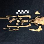 Nhà nghiên cứu bổ sung vào dòng thời gian tiến hóa của loài người bằng cách nghiên cứu một con cáo trên đảo