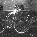 Nhện trong không gian: Không có trọng lực, ánh sáng trở thành chìa khóa để định hướng