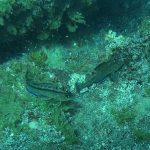 Các cơ quan sinh dục của cá được tăng cường trong điều kiện CO2 cao