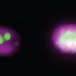 Vi khuẩn hiện đại cung cấp manh mối vào đại dương cổ