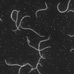 Vắc-xin cho thấy tiềm năng chống lại vi khuẩn gây bệnh hoại tử chết người