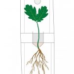 Hạt giống chuyển vi khuẩn của chúng sang thế hệ tiếp theo