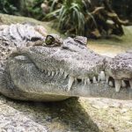 Tại sao cá sấu thay đổi rất ít kể từ thời kỳ khủng long?