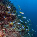 Tác động của nhiệt độ nước biển tăng đang ảnh hưởng trực tiếp đến sinh vật biển khắp hành tinh