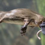 Bản đồ bộ gen thú mỏ vịt: Làm thế nào động vật có vú kỳ lạ nhất Trái đất lại trở nên kỳ lạ như vậy