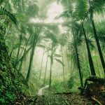 Sắc thái và dữ liệu dài hạn là chìa khóa quan trọng khi xem xét sự suy giảm loài